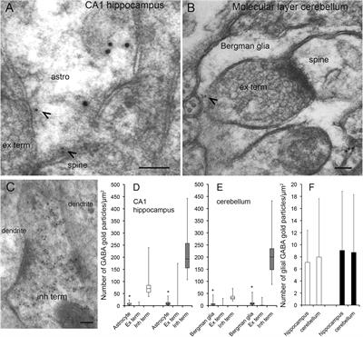 GABA, but Not Bestrophin-1, Is Localized in Astroglial Processes in the Mouse Hippocampus and the Cerebellum